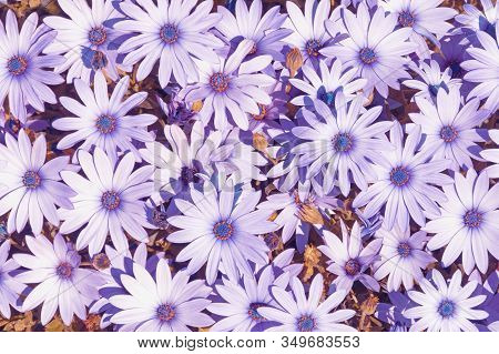 Floral Background. Flowers Of Purple Osteospermum ( African Daisy, Blue-eyed Daisy ) In Bloom