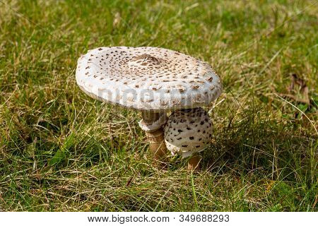 Close-up Of Small And Big Parasol Mushroom On A Green Meadow Nearby Menzenschwand, Black Forest, Ger