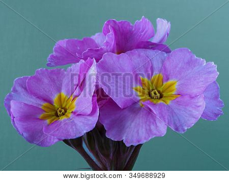 Closeup Of Pretty Pink Flowers Of Polyanthus Pink Champagne Against A Light Green Background