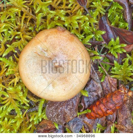 Delizioso latte tappo fungo cresce sul suolo della foresta