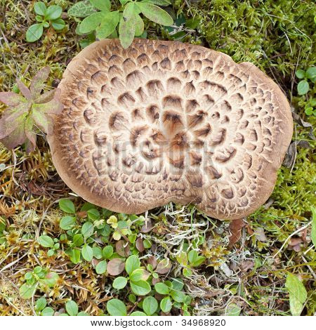 Bardeaux hérisson aux champignons qui poussent sur le sol forestier