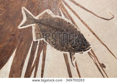 A Phareodus Fish Fossil Is Well Preserved With A Palm Frond Found In The Green River Formation In Wy