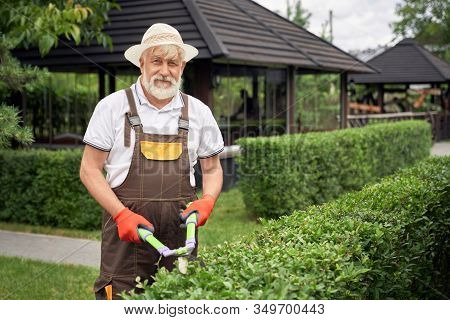 Positive Senior Man With Grey Beard Wearing Summer Hat Cutting Overgrown Bushes With Scissors. Elder