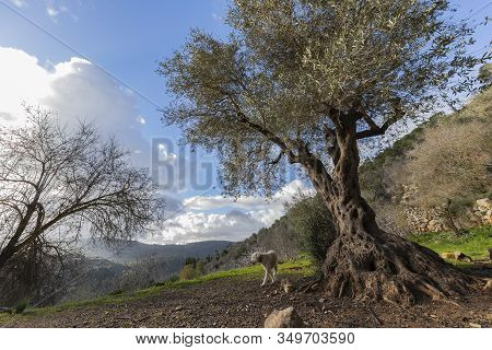 A Landscape Of The Mountains Near Jerusalem, Israel, Including An Old Olive Tree In The Foreground, 