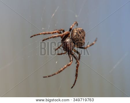 Garden Spider In Its Web