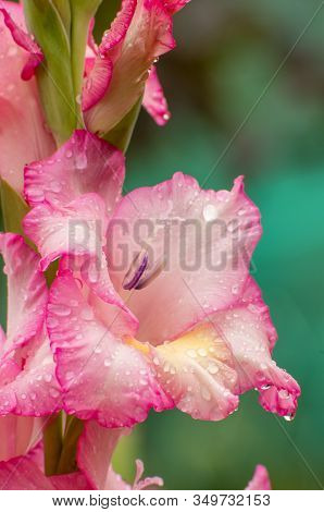 Pink Gladioles Gladiolus Flower. Raindrops On Flower. Spring Garden With Gladioles. Raindrops On Flo