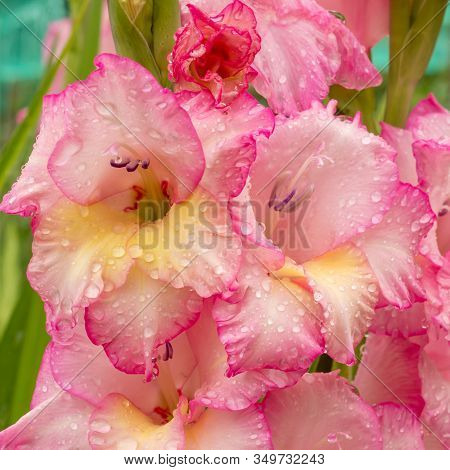 Pink Gladioles Gladiolus Flower. Raindrops On Flower. Spring Garden With Gladioles. Raindrops On Flo
