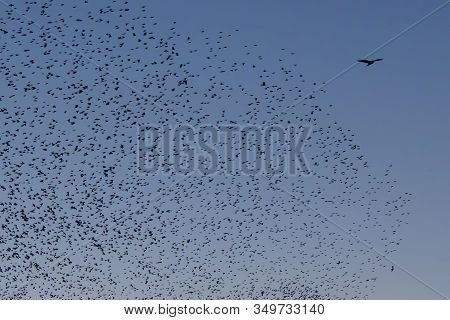Beautiful Large Flock Of Starlings. During January And February, Hundreds Of Thousands Of Starlings 
