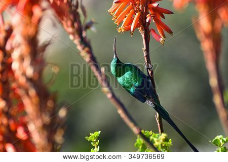Malachite Sunbird Perched On Aloe Flower Stem (nectarinia Famosa), Cape Town, South Africa