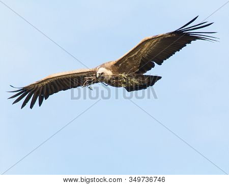Griffon Vulture (gyps Fulvus) Flying With Nest Material Over River Tajo At Monfrague National Park
