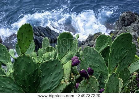 Opuntia Stricta - Prickly Pear Cactus - Vernazza, Cinque Terre, Liguria, Italy
