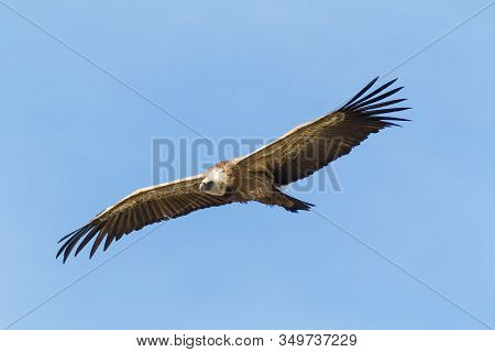 Griffon Vulture (gyps Fulvus) Flying Over River Tajo At Monfrague National Park