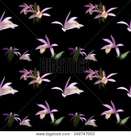 Black Seamless Background With Purple Pleyone Orchid