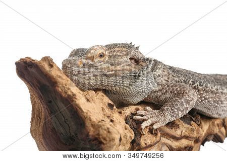 Bearded Lizard (pogona Barbata) And Tree Branch Isolated On White, Closeup. Exotic Pet