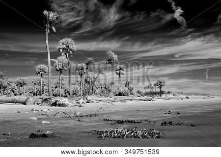 Black and white infrared photography of palm trees on the ocean, alien landscape.