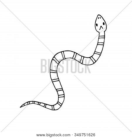 Vector Hand Drawn Doodle Sketch Coral Aspid Snake Isolated On White Background