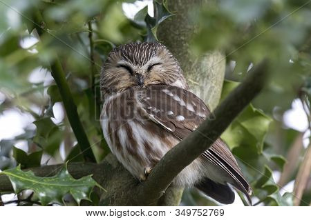 Northern Saw Whet Owl Bird At Delta Bc Canada