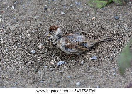 House Sparrow Dust Bathing At Delta Bc Canada