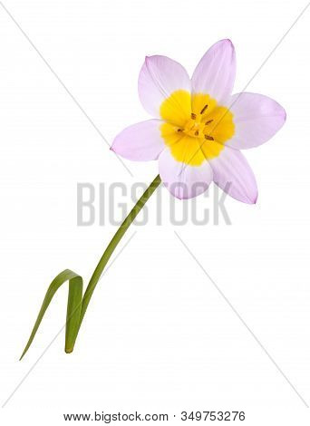 Single Flower Of The Purplish-pink And Yellow Tulip Cultivar Lilac Wonder (tulipa Saxatilis Subspeci