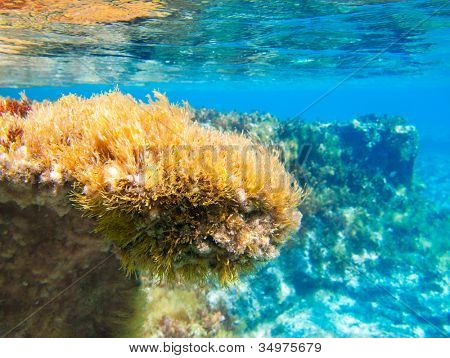 Ibiza Formentera onderwater anemone zeegezicht in gouden en turkoois