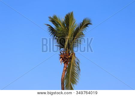Close Up Of A Green Leaves Coconut Tree In Clear Blue Sky , Coconut Tree In Nature,coconuts Hanging 