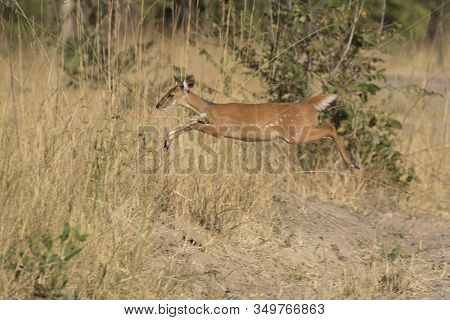 Bushbok Female Jumping Over Tall Grass In The Bushy Savannah