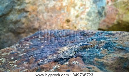 Close Up Sea Slater Or Sea Roach On Blue Stone With Shell