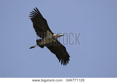 Marabou Stork Soaring Over The African Savannah