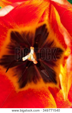 Beautiful Bright Red Tulips In The Photo With A Blurred Background And Soft Focus Trick For Greeting