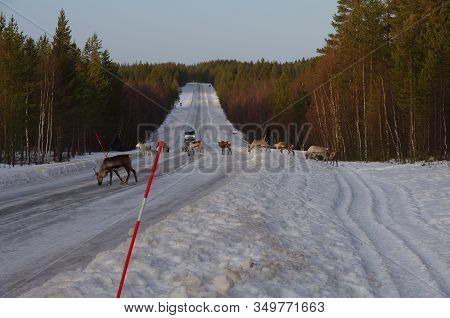 Reindeer On A Highway In The Winter Somewhere In Sweden.