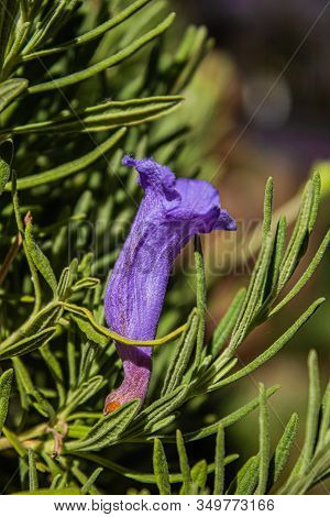 A Flower From A Jacaranda Tree Sitting In A Bush
