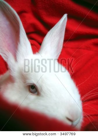 Rabbit