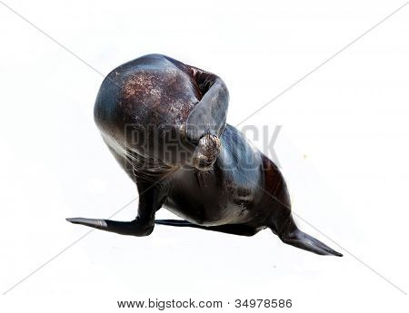 Sea lion isoleret over hvid baggrund