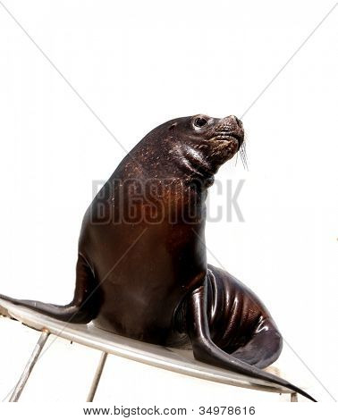 Sea lion isoleret over hvid baggrund