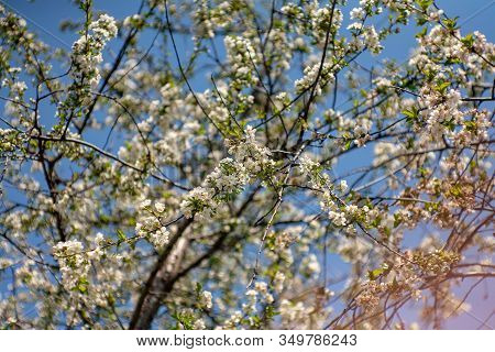 Bird Cherry Blossoms Flowers In Spring. Spring Blossom Flowers Of Bird Cherry Tree. Spring Bird Cher