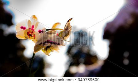 Young Woman Holding A Flower In Her Hands