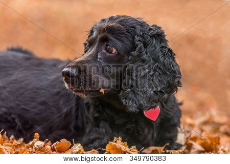 Beautiful Black Young Cocker Spaniel Playing In An Autumn Landscape With Copper Dry Fallen Leaves,sf