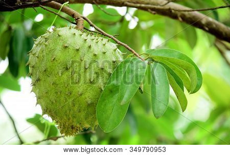 Soursop Fruit - Fresh Soursop Fruit On A Tree Ready For Harvest, Ripe Soursop Fruit