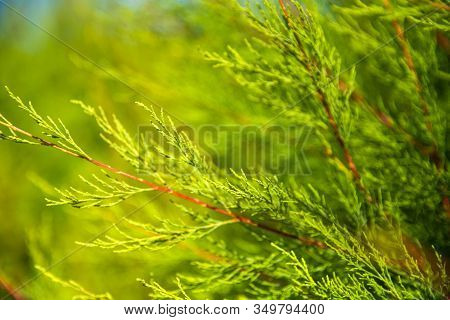 Calming Close Up Photo Of A Green Bush Of Virginia Juniper In The Park.  Juniperus Virginiana L. Com