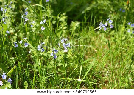 Veronica Chamaedrys, Or Speedwell - Wild Herbs. Green Spring Meadow With Long Grass And Beautiful Sm