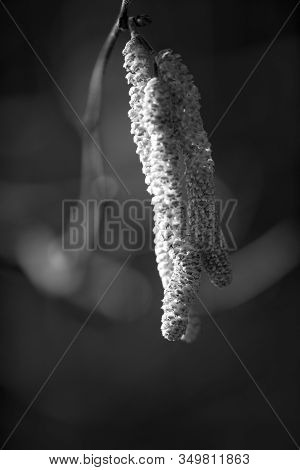 Brown (or Also Amentum) Is An Inflorescence, Where Sessile Flowers Are Crowded On A Spindle.