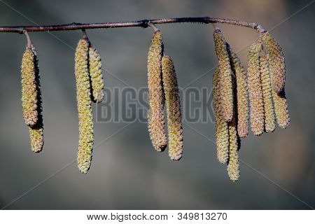 Brown (or Also Amentum) Is An Inflorescence, Where Sessile Flowers Are Crowded On A Spindle.