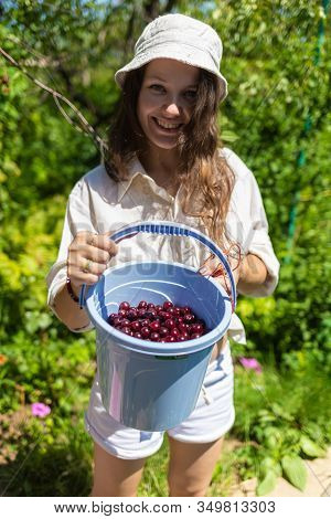 Black Currant Berries On Plant Bush Shrub In Russia Or Ukraine Garden Dacha Farm With Woman Hand Pic
