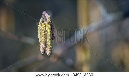 Brown (or Also Amentum) Is An Inflorescence, Where Sessile Flowers Are Crowded On A Spindle.