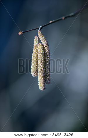 Brown (or Also Amentum) Is An Inflorescence, Where Sessile Flowers Are Crowded On A Spindle.
