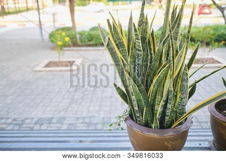 Snake Plant / Sansevieria A Potted Plant Decorated Outside Building Near Roadway. Houseplant In Pots