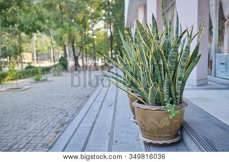 Snake Plant / Sansevieria A Potted Plant Decorated Outside Building Near Roadway. Houseplant In Pots