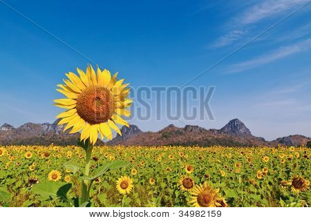 Sunflower Field
