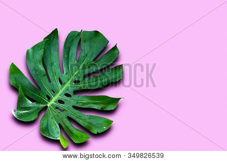 Window-leaf Monstera Obliqua Plum Blossom (miq.) Walp. 'expilata' Back Separating From The Backdrop 