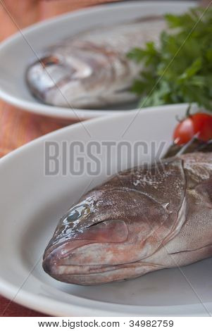 Grouper i Dentex